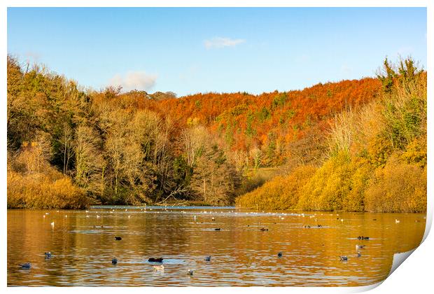 Autumn Russet Hues Print by Malcolm McHugh