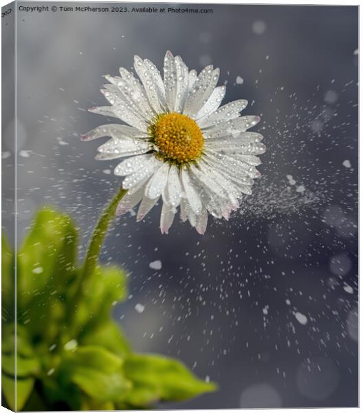 Daisy in the Snow Canvas Print by Tom McPherson