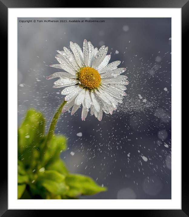 Daisy in the Snow Framed Mounted Print by Tom McPherson