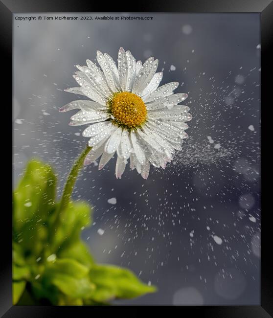 Daisy in the Snow Framed Print by Tom McPherson