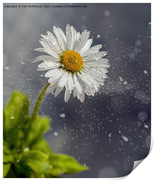 Daisy in the Snow Print by Tom McPherson