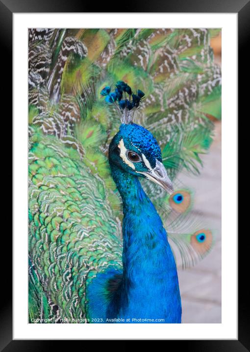 Male Peacock Blue feathers  Framed Mounted Print by Holly Burgess