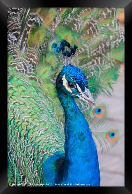 Male Peacock Blue feathers  Framed Print by Holly Burgess