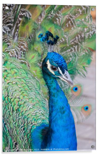 Male Peacock Blue feathers  Acrylic by Holly Burgess