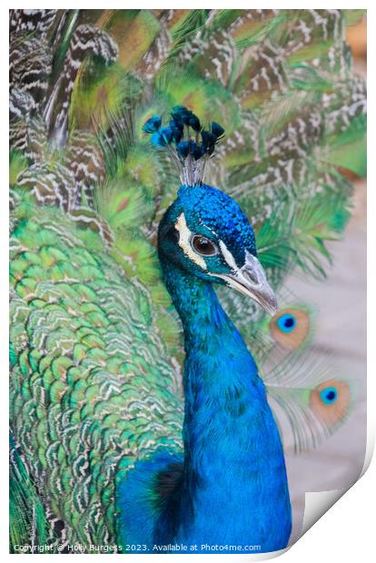 Male Peacock Blue feathers  Print by Holly Burgess