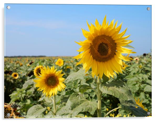 Sunflowers Acrylic by Heidi Stewart