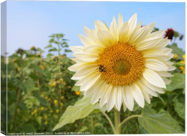 White Sunflower with Bee Canvas Print by Heidi Stewart