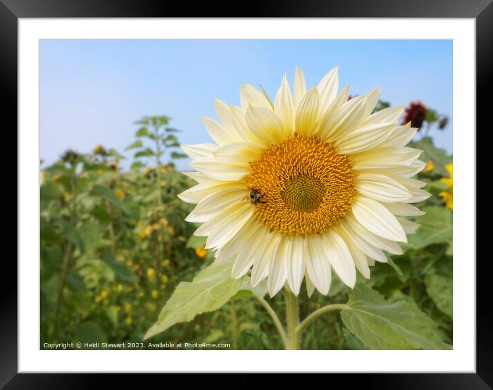 White Sunflower with Bee Framed Mounted Print by Heidi Stewart