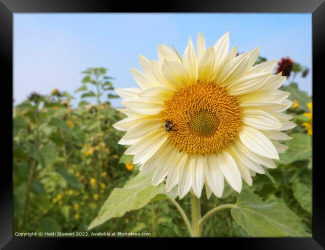 White Sunflower with Bee Framed Print by Heidi Stewart
