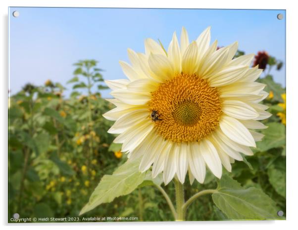 White Sunflower with Bee Acrylic by Heidi Stewart