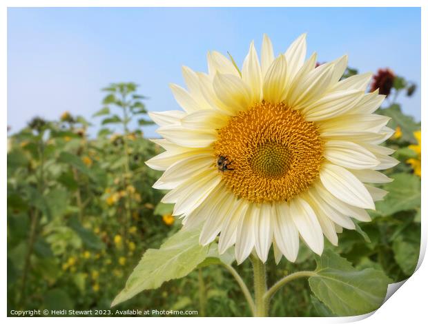 White Sunflower with Bee Print by Heidi Stewart