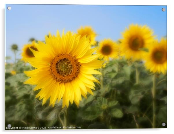 Sunflowers Acrylic by Heidi Stewart