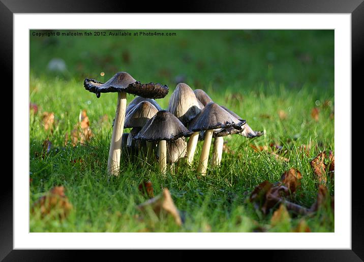 Mushroom Moot Framed Mounted Print by malcolm fish
