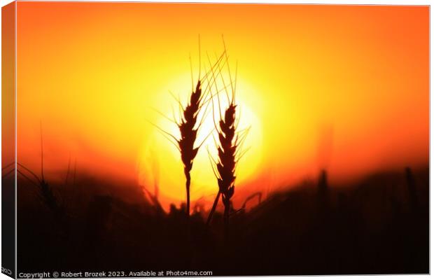 Wheat silhouette at Sunset Canvas Print by Robert Brozek