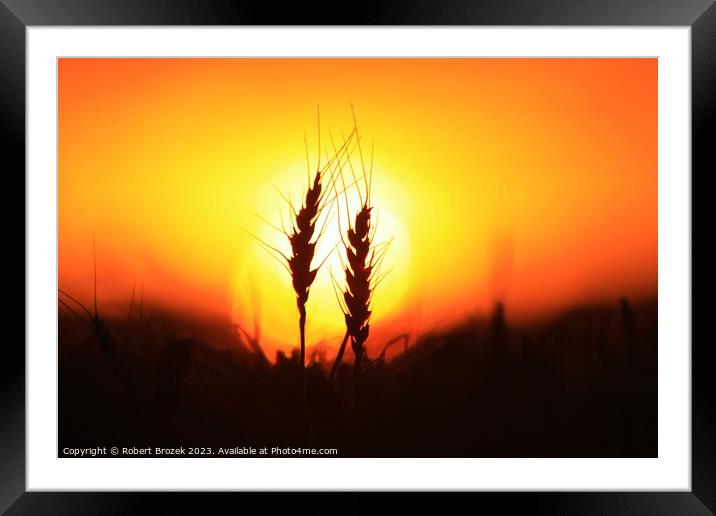 Wheat silhouette at Sunset Framed Mounted Print by Robert Brozek