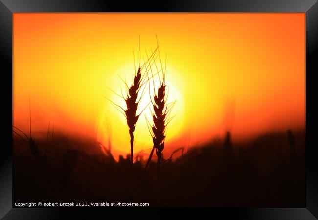Wheat silhouette at Sunset Framed Print by Robert Brozek
