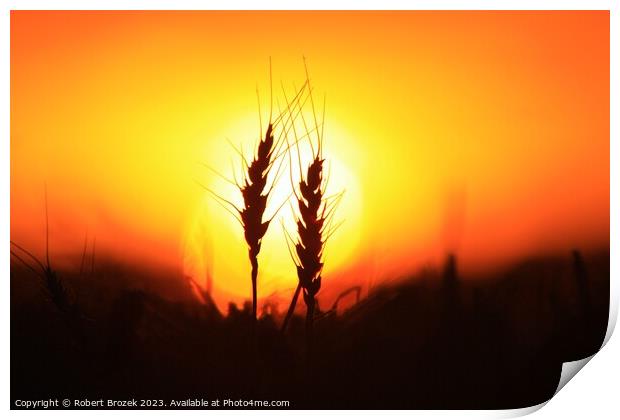 Wheat silhouette at Sunset Print by Robert Brozek