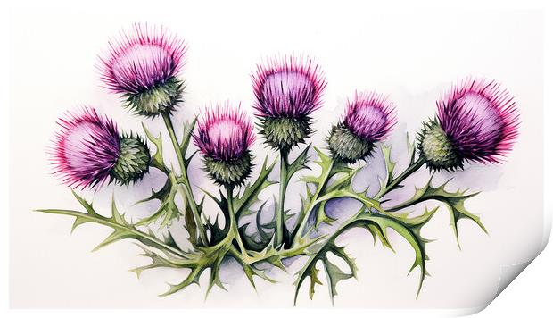 Watercolour Scottish Thistles Print by Steve Smith