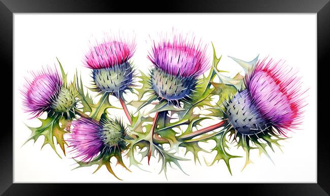 Watercolour Scottish Thistles Framed Print by Steve Smith