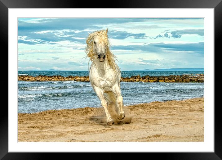 White stallion head on cantering on the beach Framed Mounted Print by Helkoryo Photography