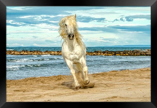White stallion head on cantering on the beach Framed Print by Helkoryo Photography