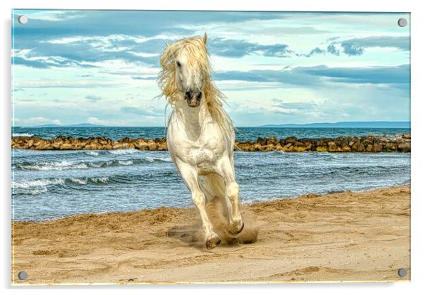 White stallion head on cantering on the beach Acrylic by Helkoryo Photography
