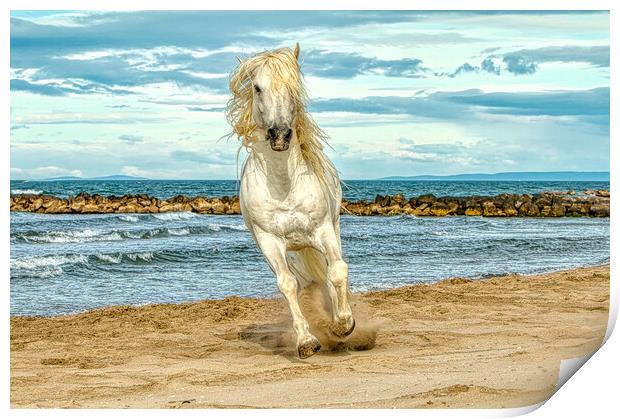 White stallion head on cantering on the beach Print by Helkoryo Photography
