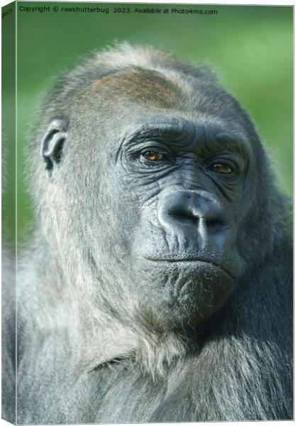 Gorilla Face Canvas Print by rawshutterbug 