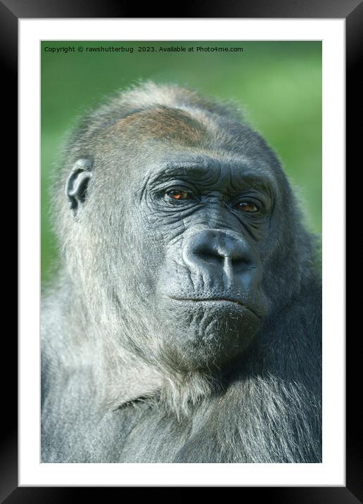 Gorilla Face Framed Mounted Print by rawshutterbug 