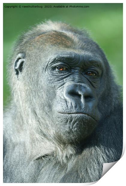 Gorilla Face Print by rawshutterbug 