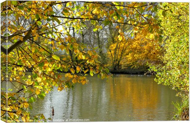 Autumn Leaves surrounding a Lake Canvas Print by Tom Curtis