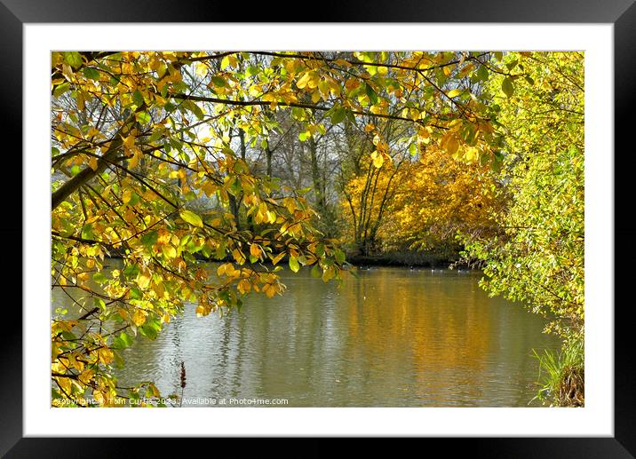 Autumn Leaves surrounding a Lake Framed Mounted Print by Tom Curtis