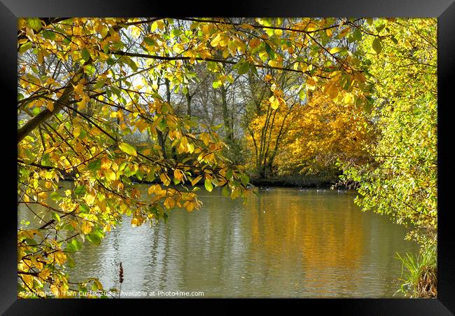 Autumn Leaves surrounding a Lake Framed Print by Tom Curtis