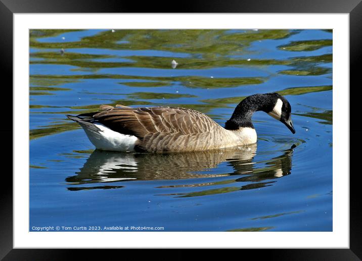 Canada Goose with reflection Framed Mounted Print by Tom Curtis