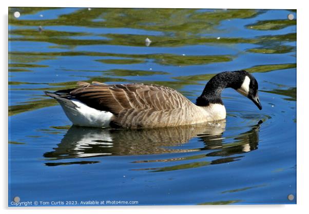 Canada Goose with reflection Acrylic by Tom Curtis