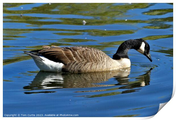 Canada Goose with reflection Print by Tom Curtis