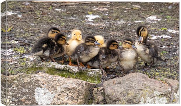 baby ducklings, Canvas Print by kathy white