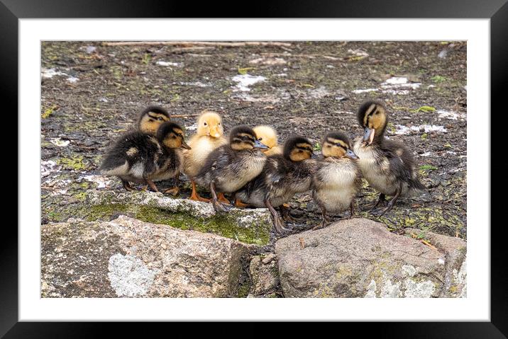 baby ducklings, Framed Mounted Print by kathy white