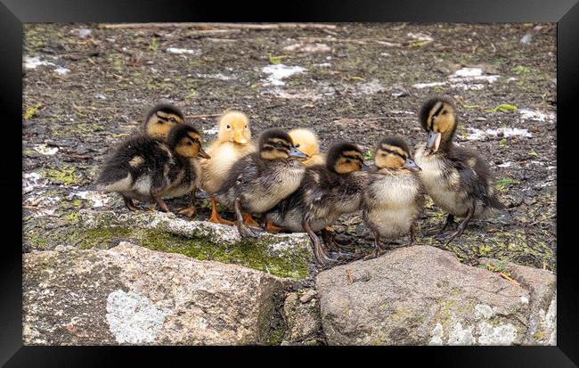 baby ducklings, Framed Print by kathy white