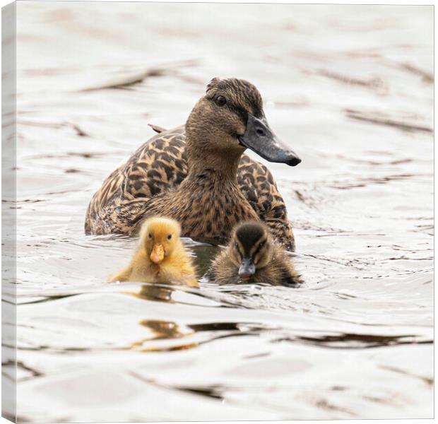 mum and babby ducks Canvas Print by kathy white