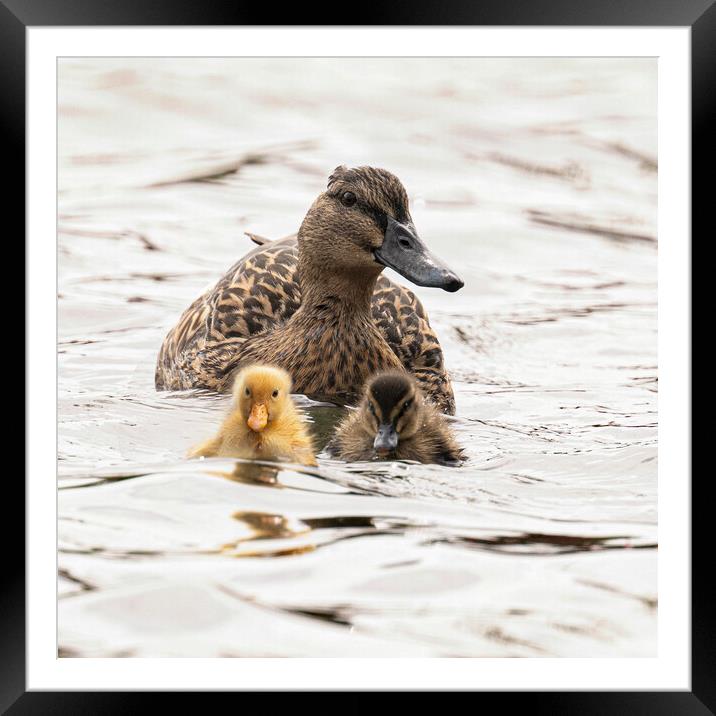 mum and babby ducks Framed Mounted Print by kathy white