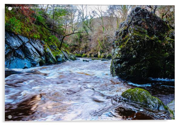 Fairy Glen Gorge Snowdonia Wales Acrylic by Pearl Bucknall