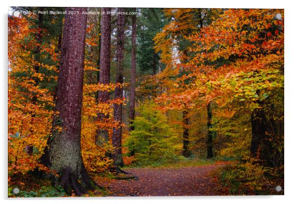 Autumn Glory on Woodland Walk in Wales Acrylic by Pearl Bucknall