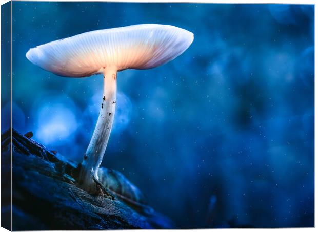 Glowing mushroom (Druid's Delight) Canvas Print by Martyn Large