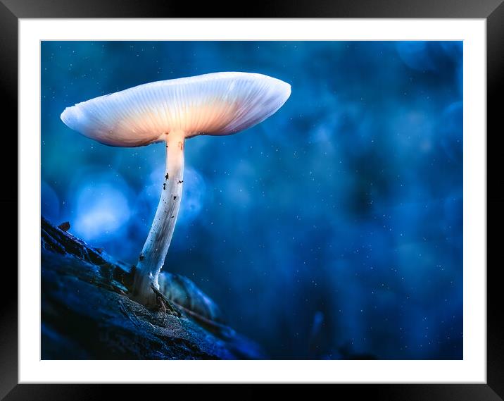 Glowing mushroom (Druid's Delight) Framed Mounted Print by Martyn Large