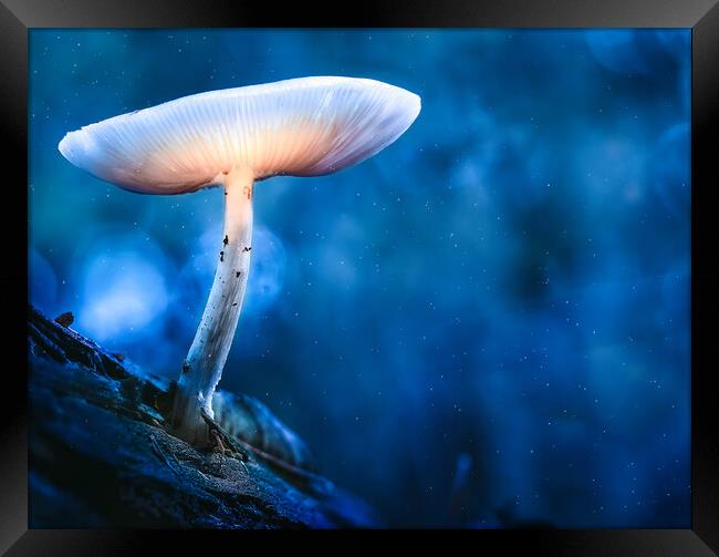 Glowing mushroom (Druid's Delight) Framed Print by Martyn Large