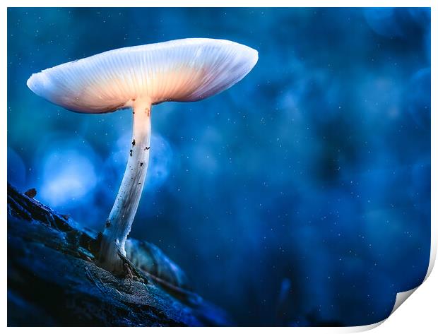 Glowing mushroom (Druid's Delight) Print by Martyn Large