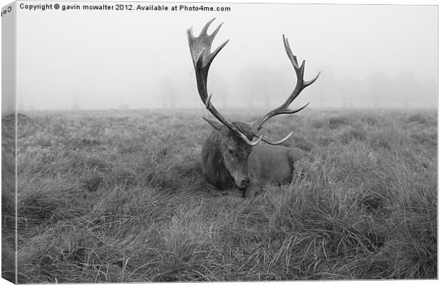stag at richmond park on a foggy day Canvas Print by gavin mcwalter