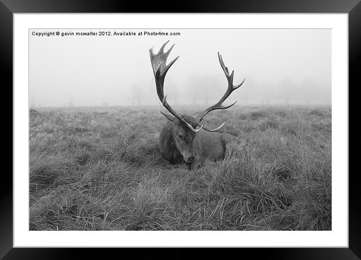 stag at richmond park on a foggy day Framed Mounted Print by gavin mcwalter