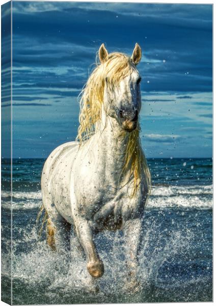A white stallion stood in the sea with splashes Canvas Print by Helkoryo Photography